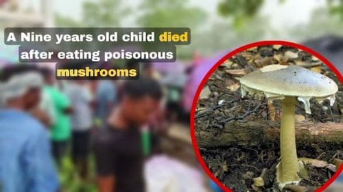 A Nine Years Old Child Died After Eating Poisonous Mushrooms