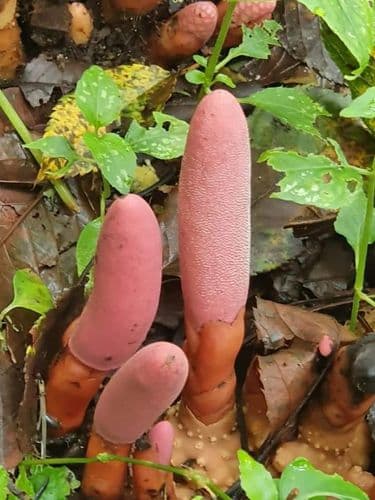 Meghalaya | FSL report confirms mushroom poisoning behind death of 3 people: Police