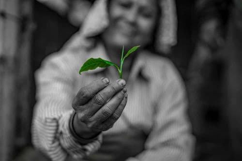 A Special Brew of Limited Edition Swadeshi Tea - Verleni 1947 – from the Makaibari Estate in Darjeeling to mark India's 77th Year of Independence